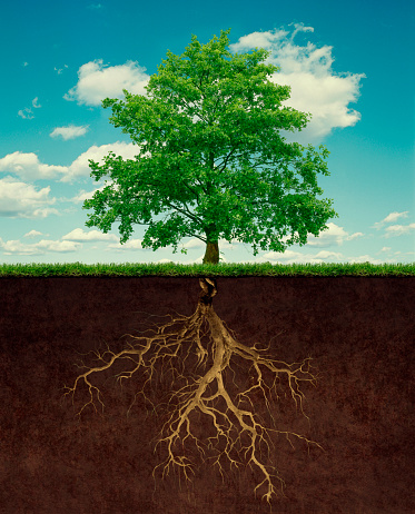 The Root and Branch of David